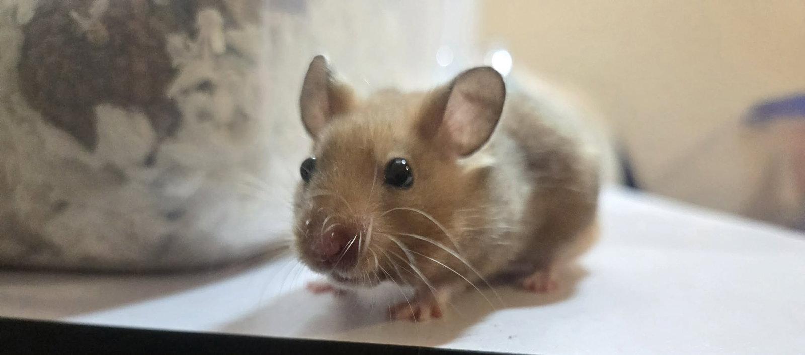 Cleo (Courtesy Listing), a Adoptable Hamster in Baton Rouge, LA image 3/3