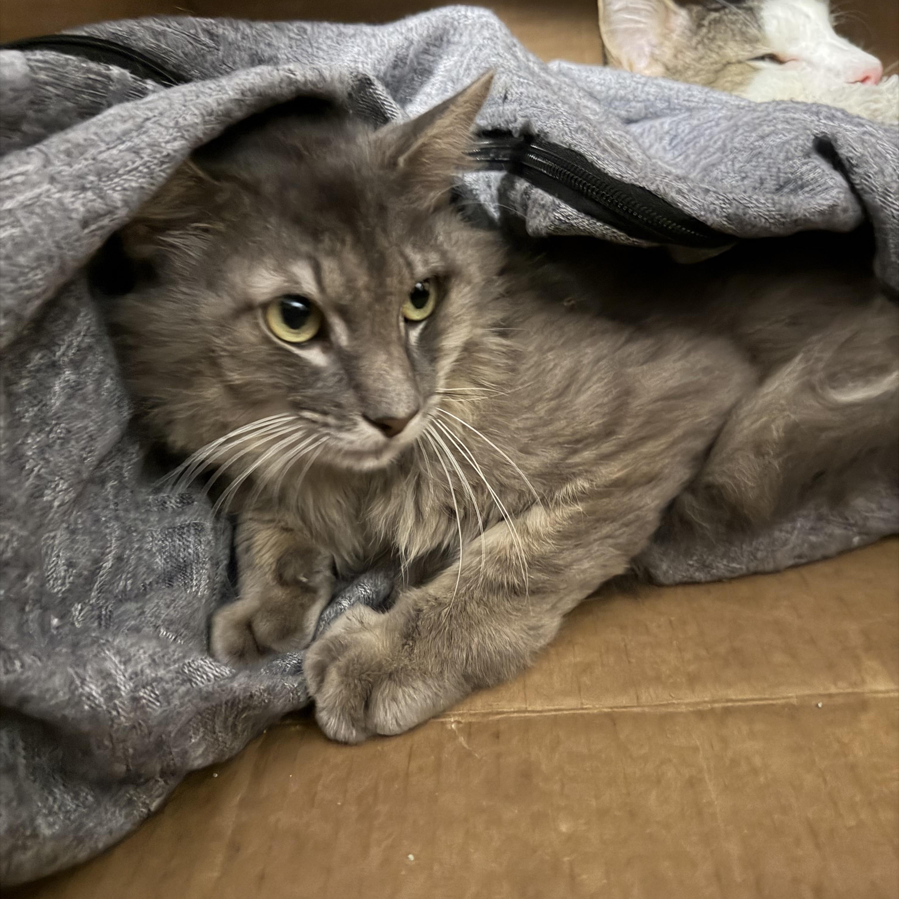 Enlarge Duncan, a Adoptable Domestic Medium Hair in Pottsville, PA image 2/2