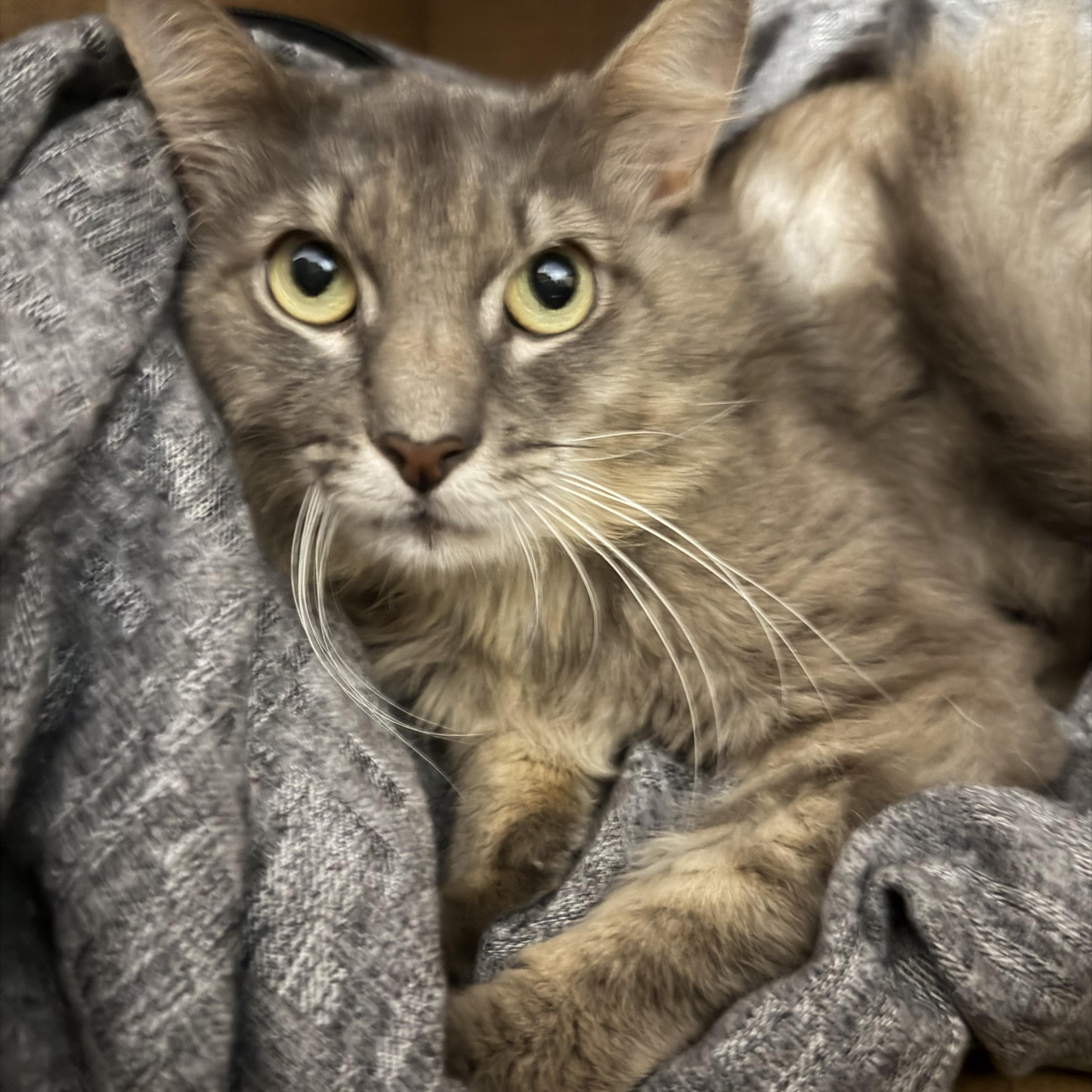 Duncan, Adoptable, Adult Male Domestic Medium Hair.