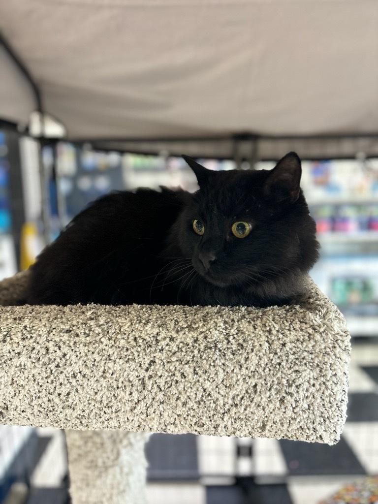 Panther