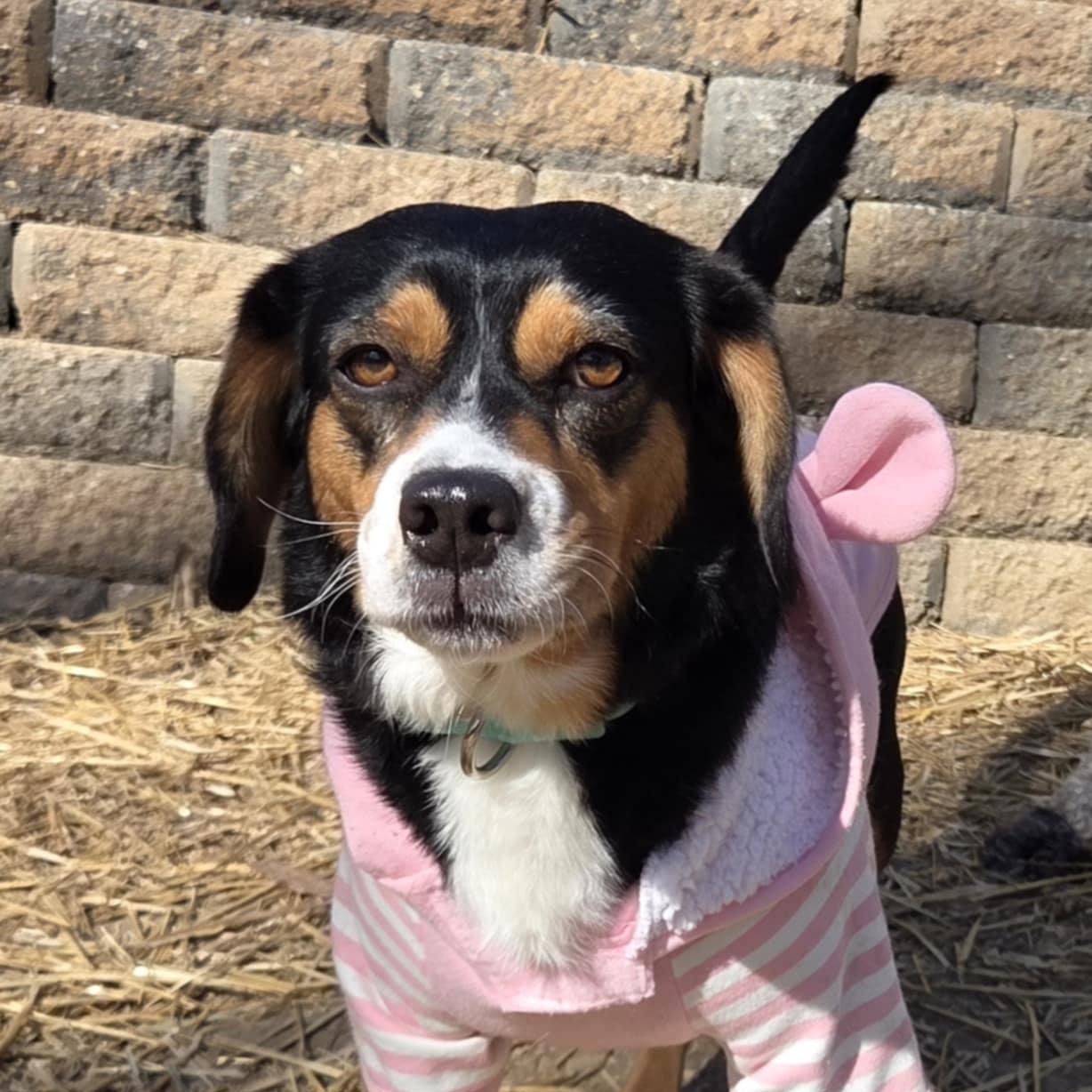 Enlarge Lucky Day, a Adoptable mixed breed in O'Fallon, MO image 5/5