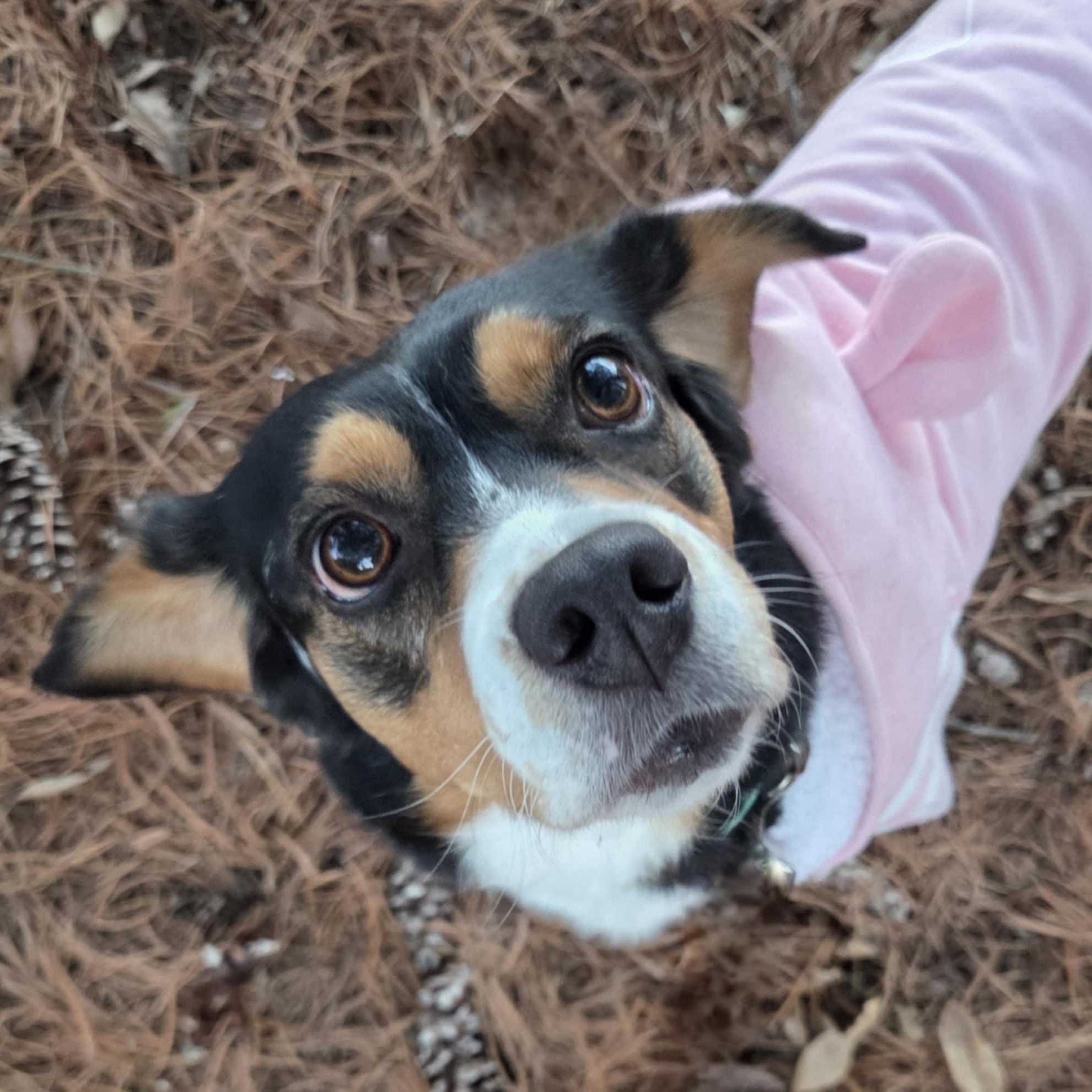 Enlarge Lucky Day, a Adoptable mixed breed in O'Fallon, MO image 4/5