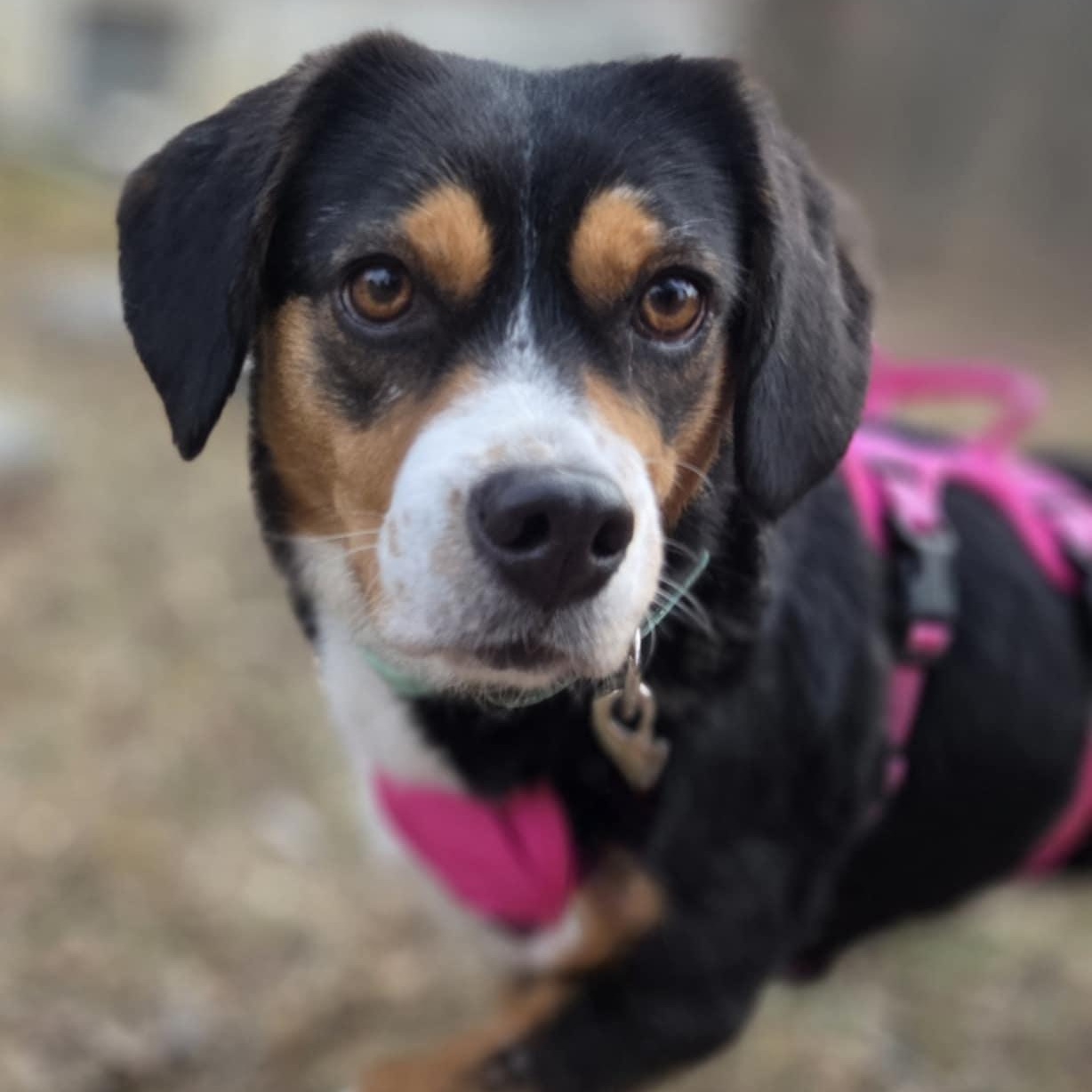 Enlarge Lucky Day, a Adoptable mixed breed in O'Fallon, MO image 1/5