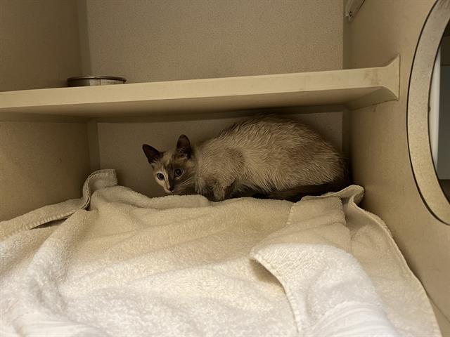 WENDY THE WELDER, Adoptable, Adult Female Domestic Short Hair.