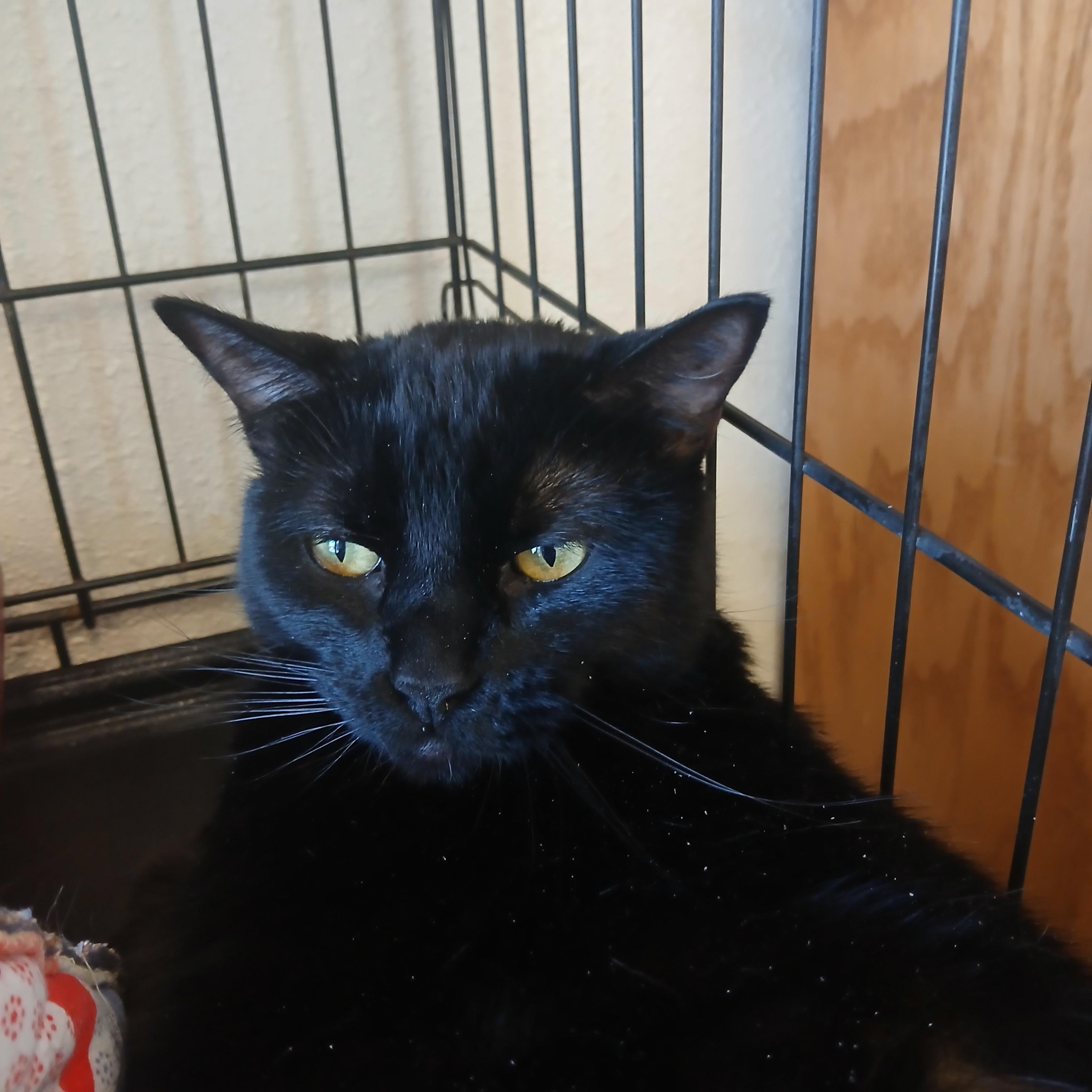 Taz, a Adoptable Domestic Short Hair in Spokane, WA image 4/4