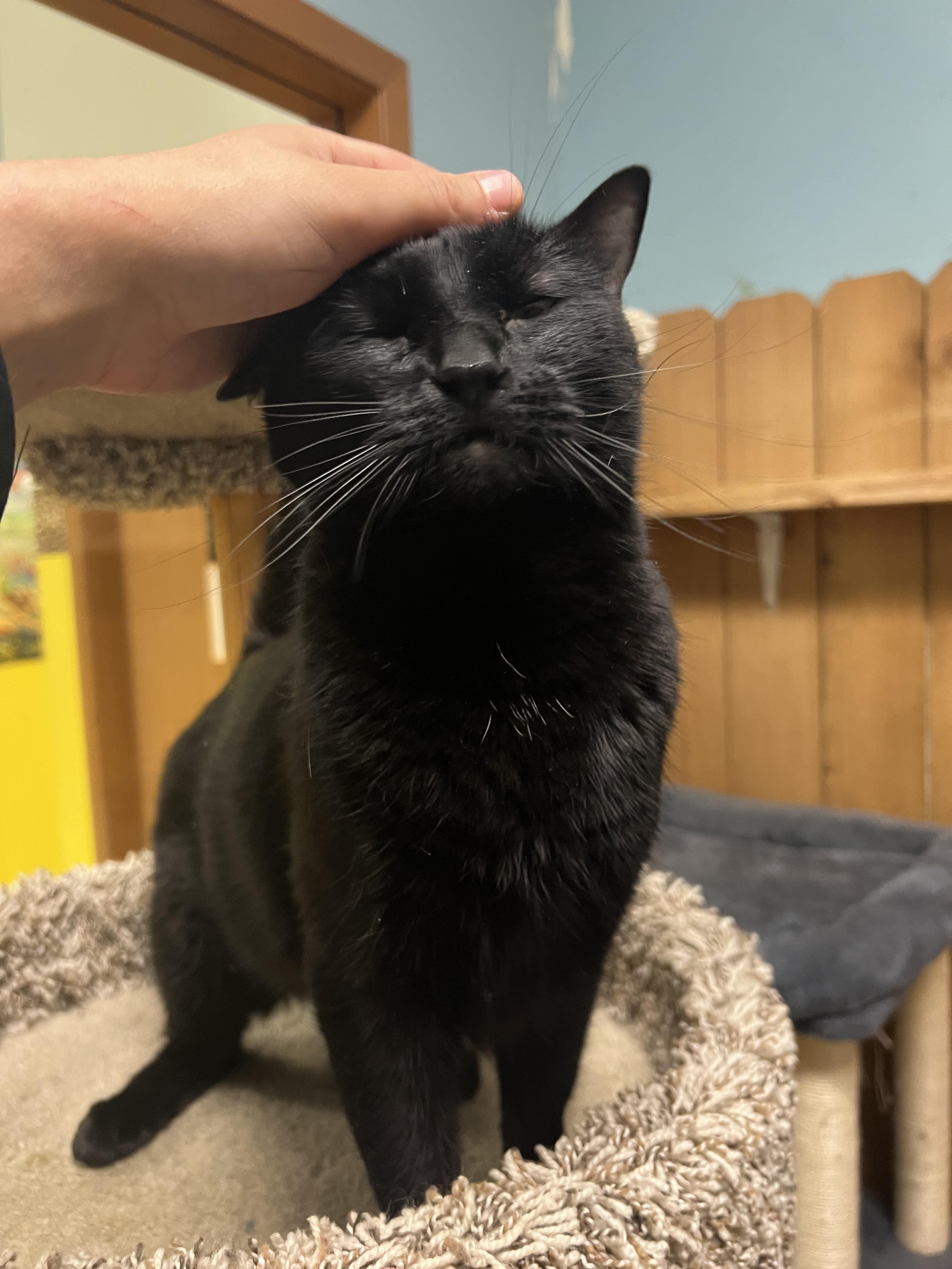 Taz, an adoptable Domestic Short Hair in Spokane, WA, 99216 | Photo Image 1