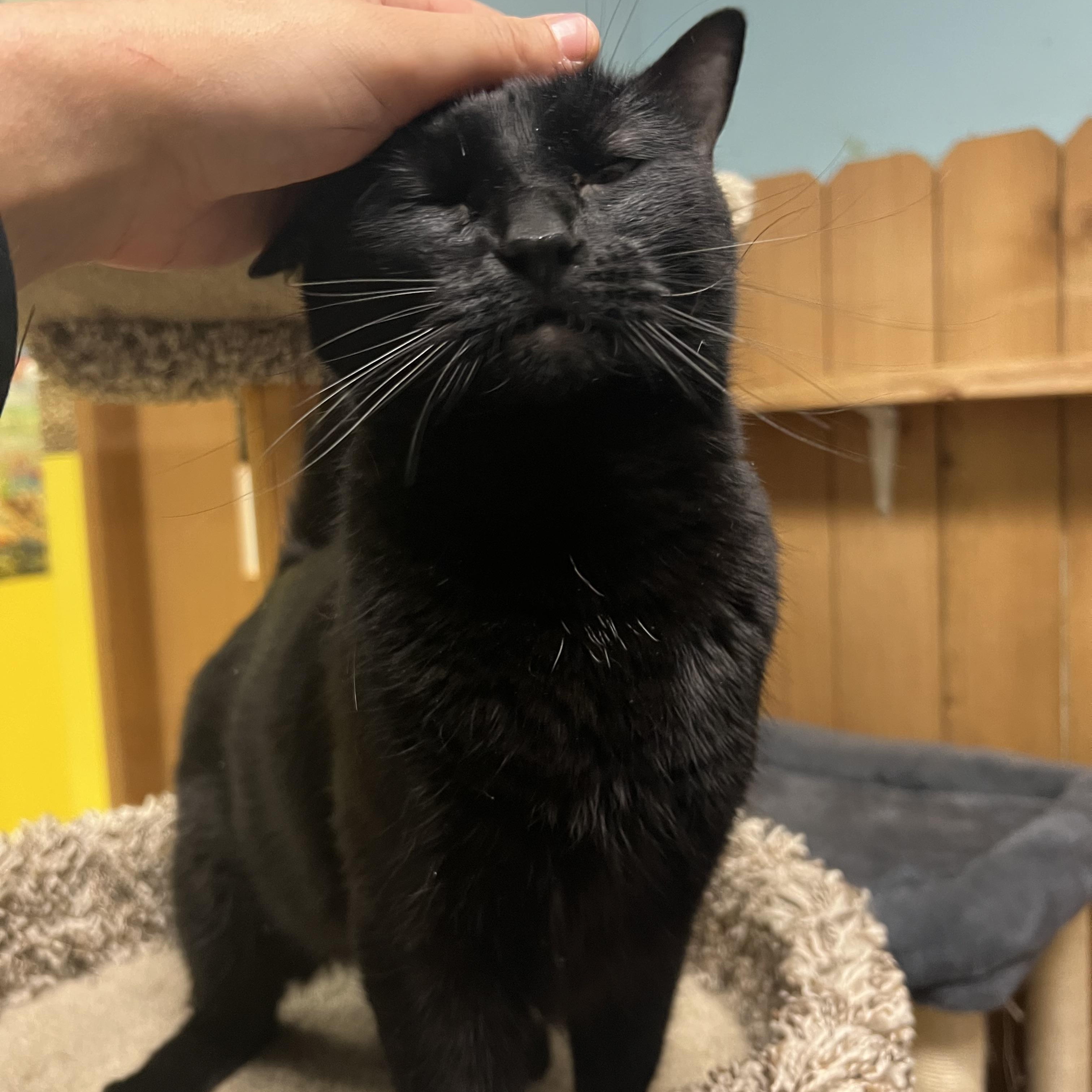 Taz, a Adoptable Domestic Short Hair in Spokane, WA image 2/4