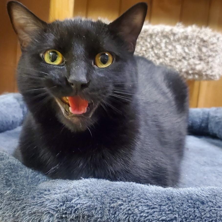 Taz, a Adoptable Domestic Short Hair in Spokane, WA image 3/4