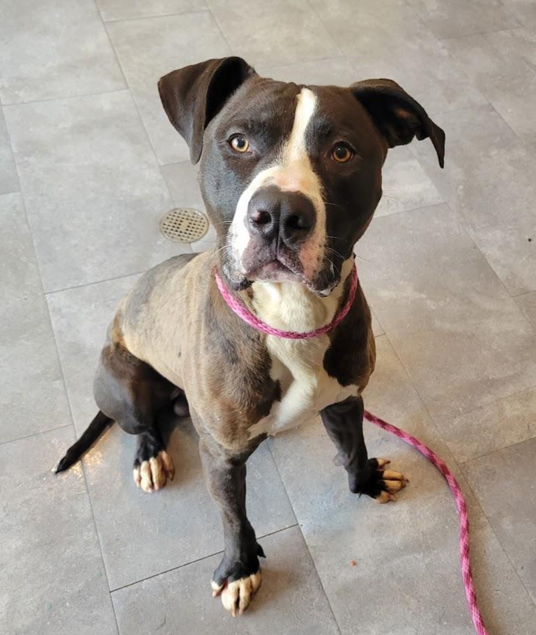 Tito, a ADOPTABLE mixed breed in Lisbon, OH image 3/4