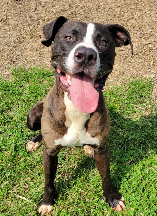 Tito, a ADOPTABLE mixed breed in Lisbon, OH image 1/4