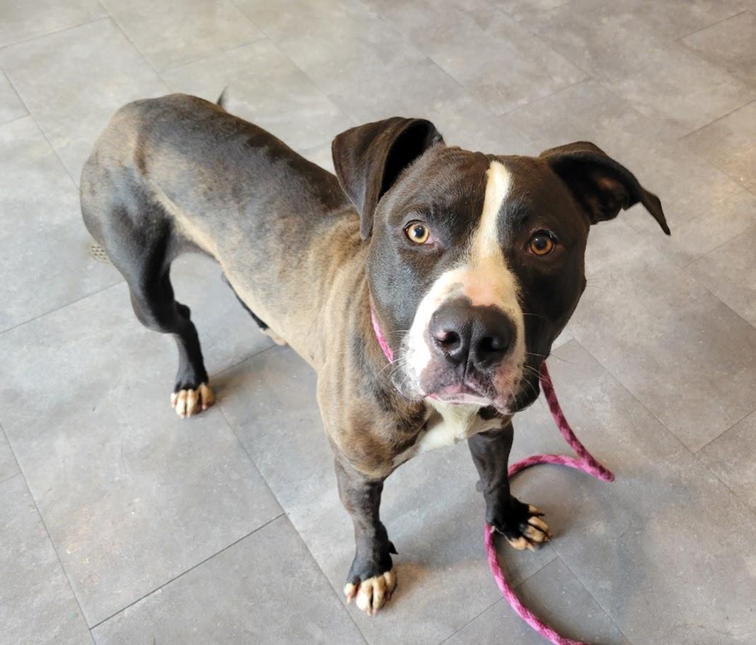 Tito, a ADOPTABLE mixed breed in Lisbon, OH image 4/4
