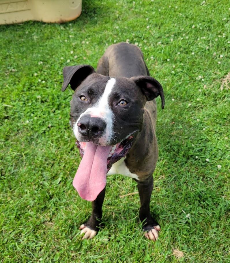 Tito, a ADOPTABLE mixed breed in Lisbon, OH image 2/4