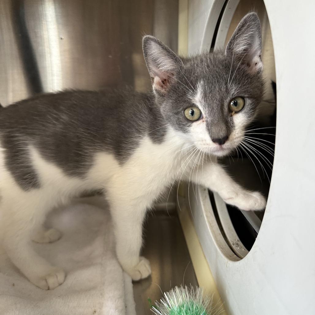 Hoagie, Adoptable, Kitten Male Domestic Short Hair.