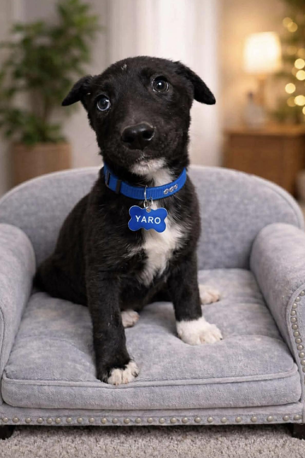 Yaro — thumbnail 3