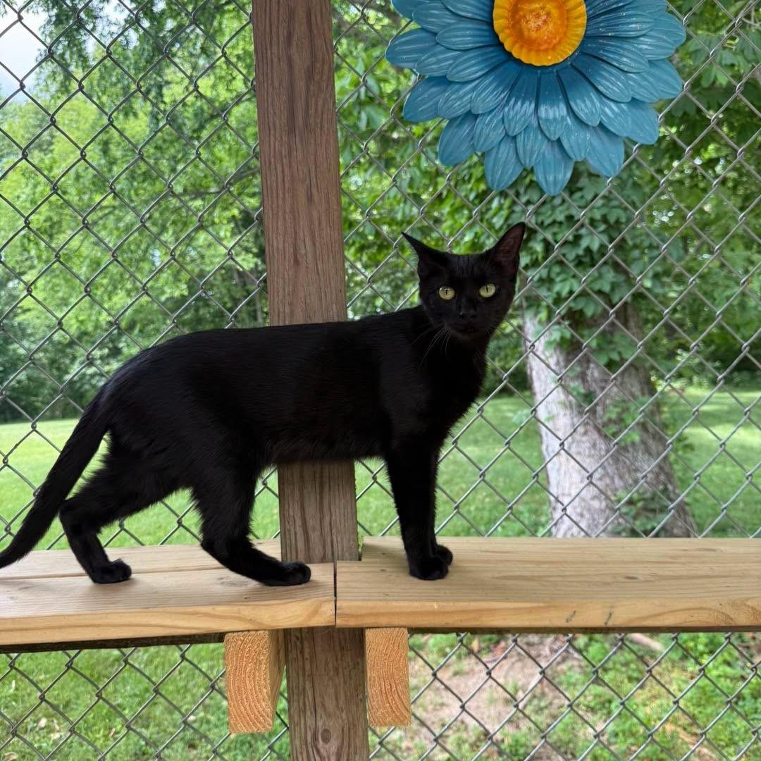 Winky, ADOPTABLE, Adult Female Domestic Short Hair.