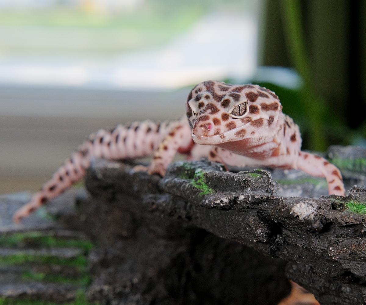 Enlarge Kaiju - Leopard Gecko, a Adoptable Gecko in Greenfield, WI image 2/3