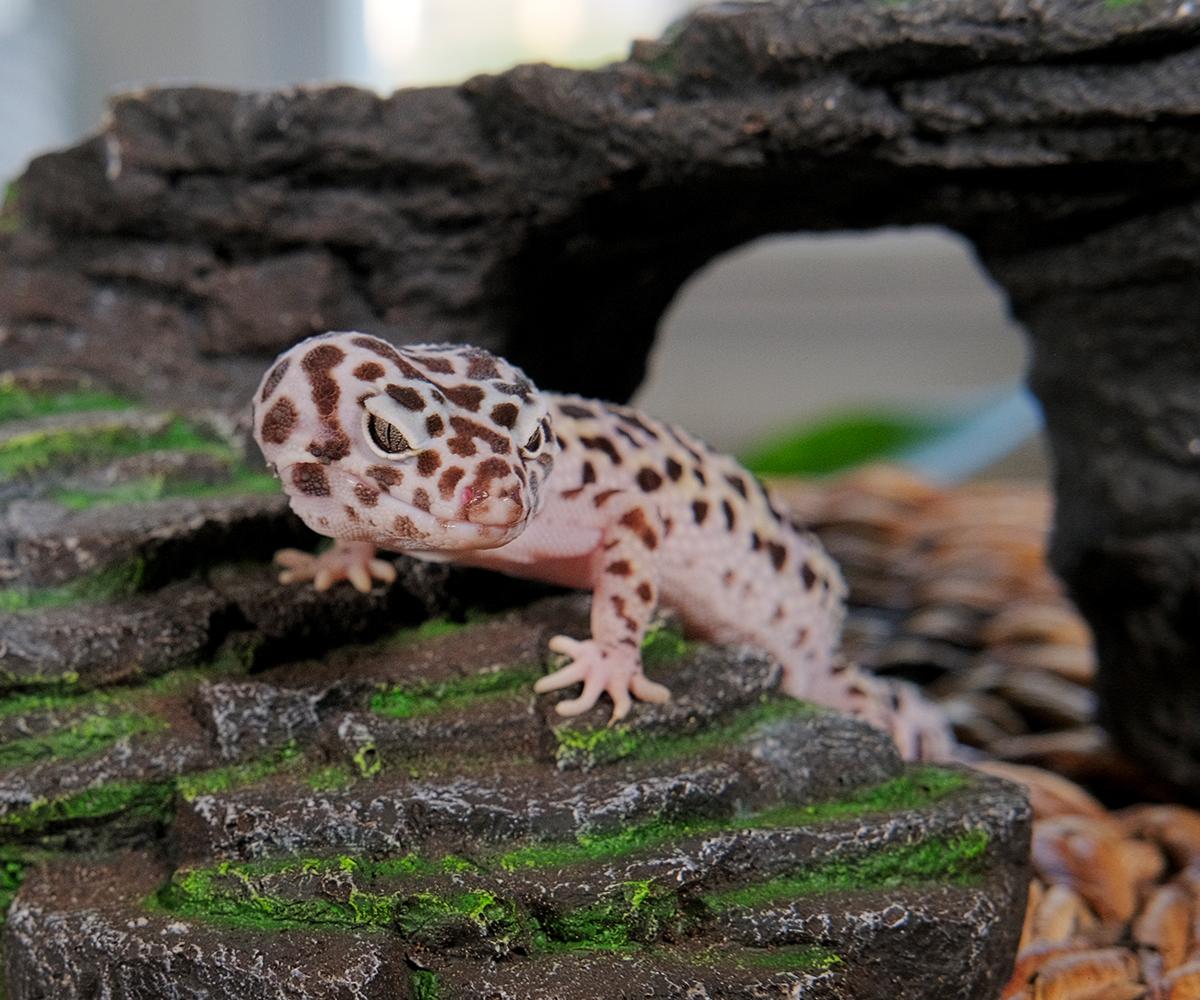 Enlarge Kaiju - Leopard Gecko, a Adoptable Gecko in Greenfield, WI image 3/3