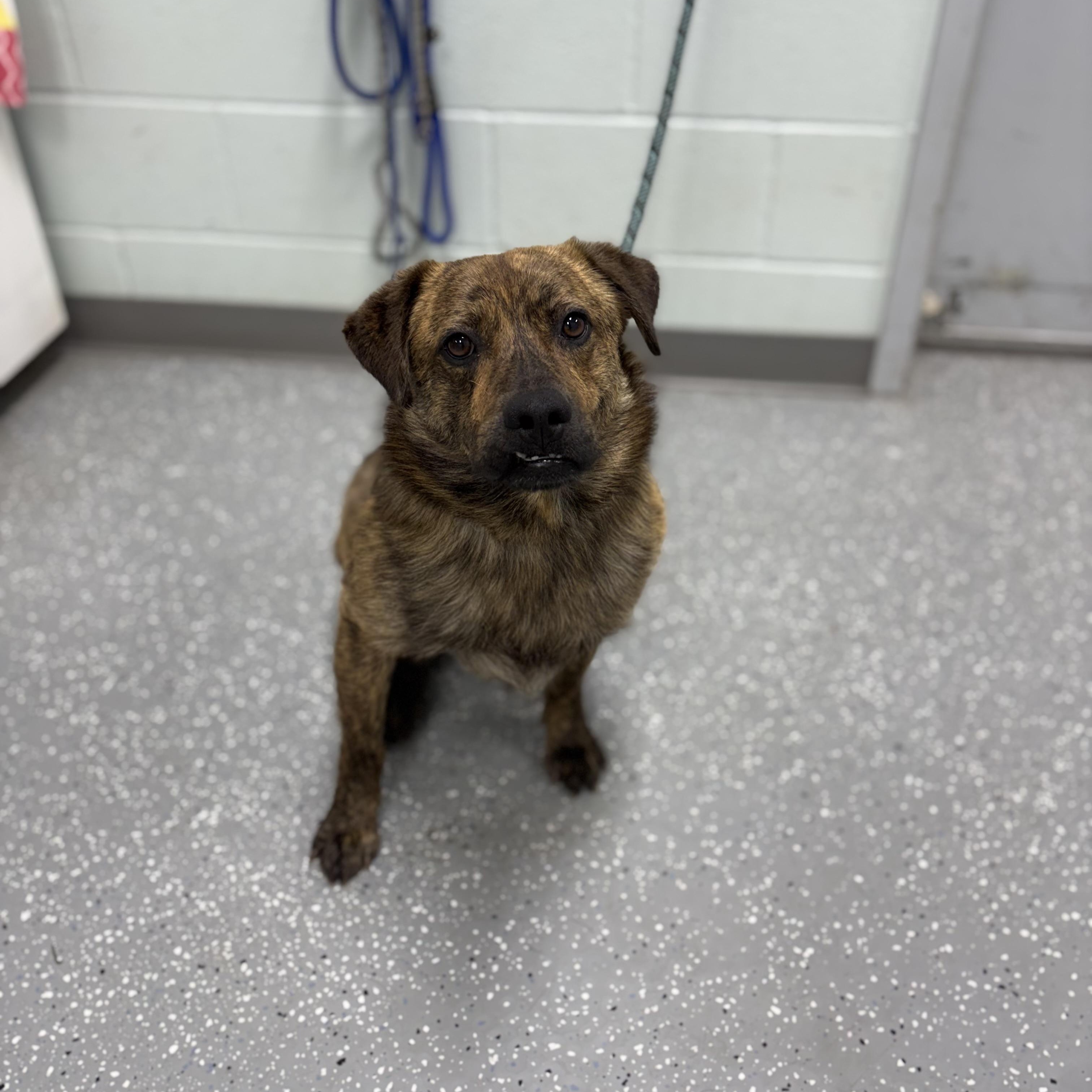 Enlarge Big Cheese, an adopted mixed breed in Bardstown, KY image 2/5