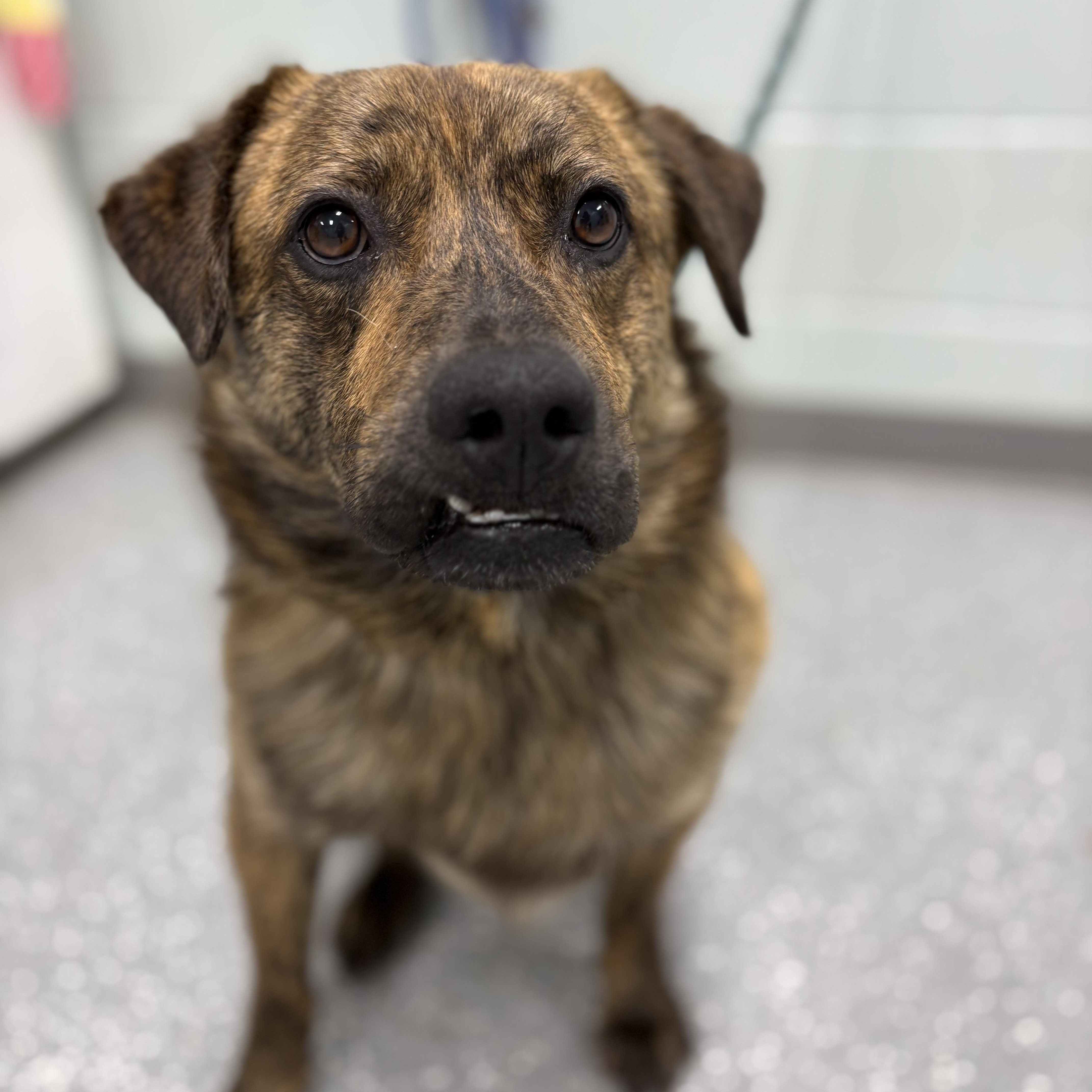Enlarge Big Cheese, an adopted mixed breed in Bardstown, KY image 1/5