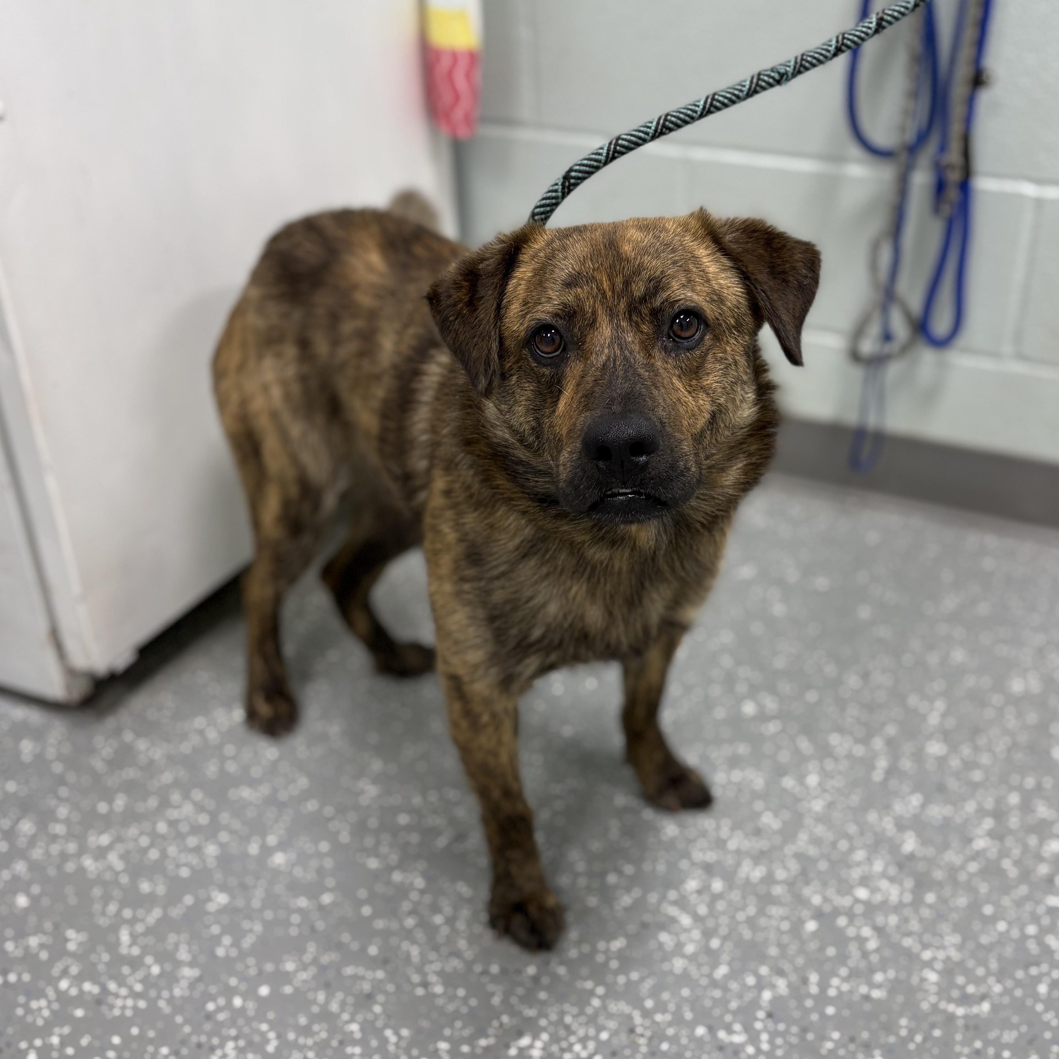 Enlarge Big Cheese, an adopted mixed breed in Bardstown, KY image 4/5