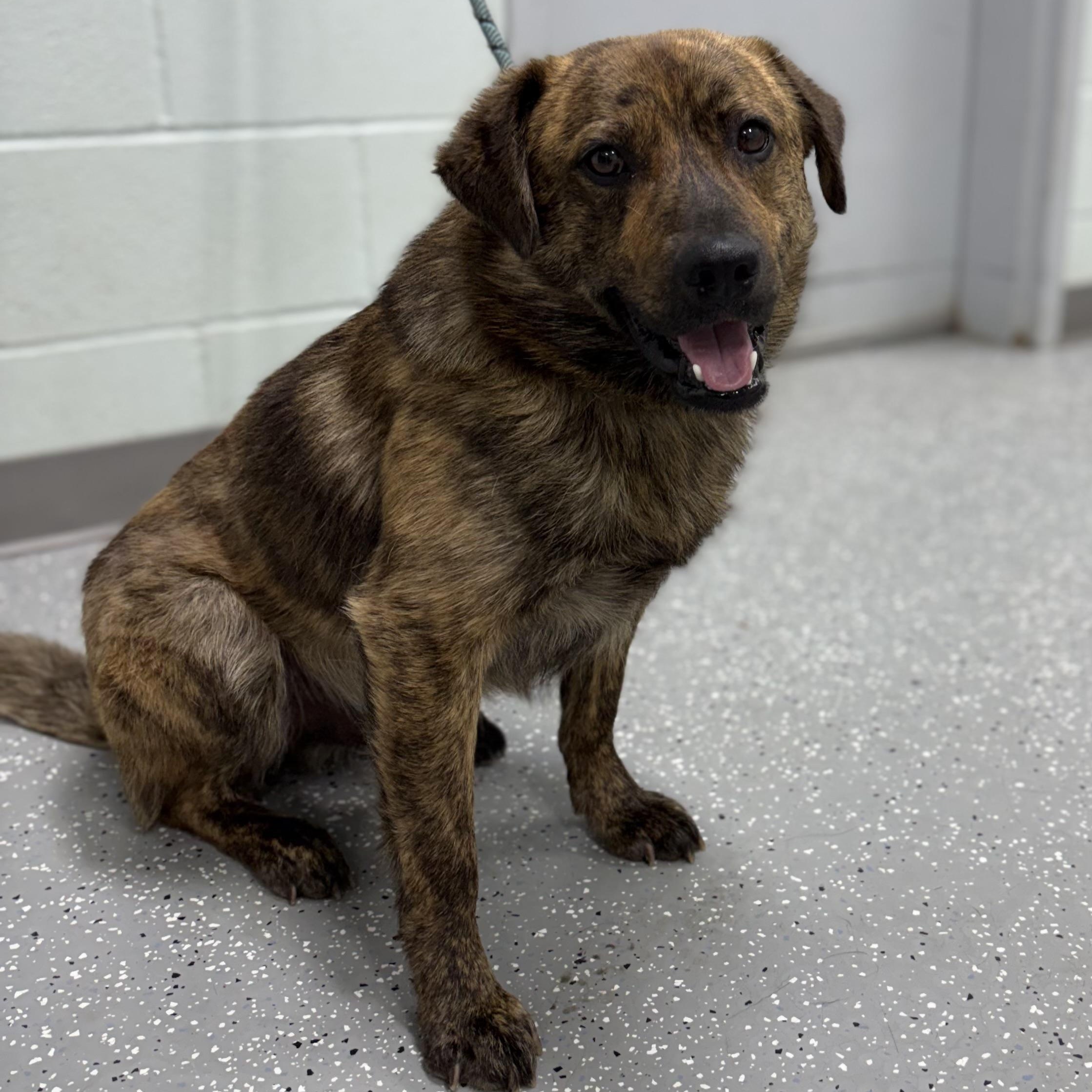 Enlarge Big Cheese, an adopted mixed breed in Bardstown, KY image 5/5