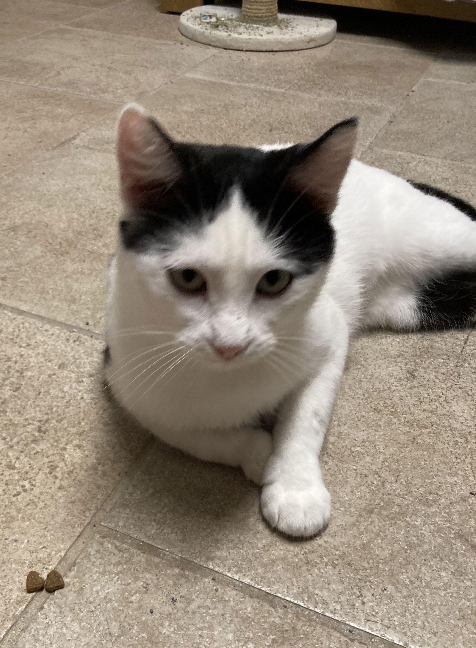 Dosa, Adoptable, Adult Female Domestic Short Hair.