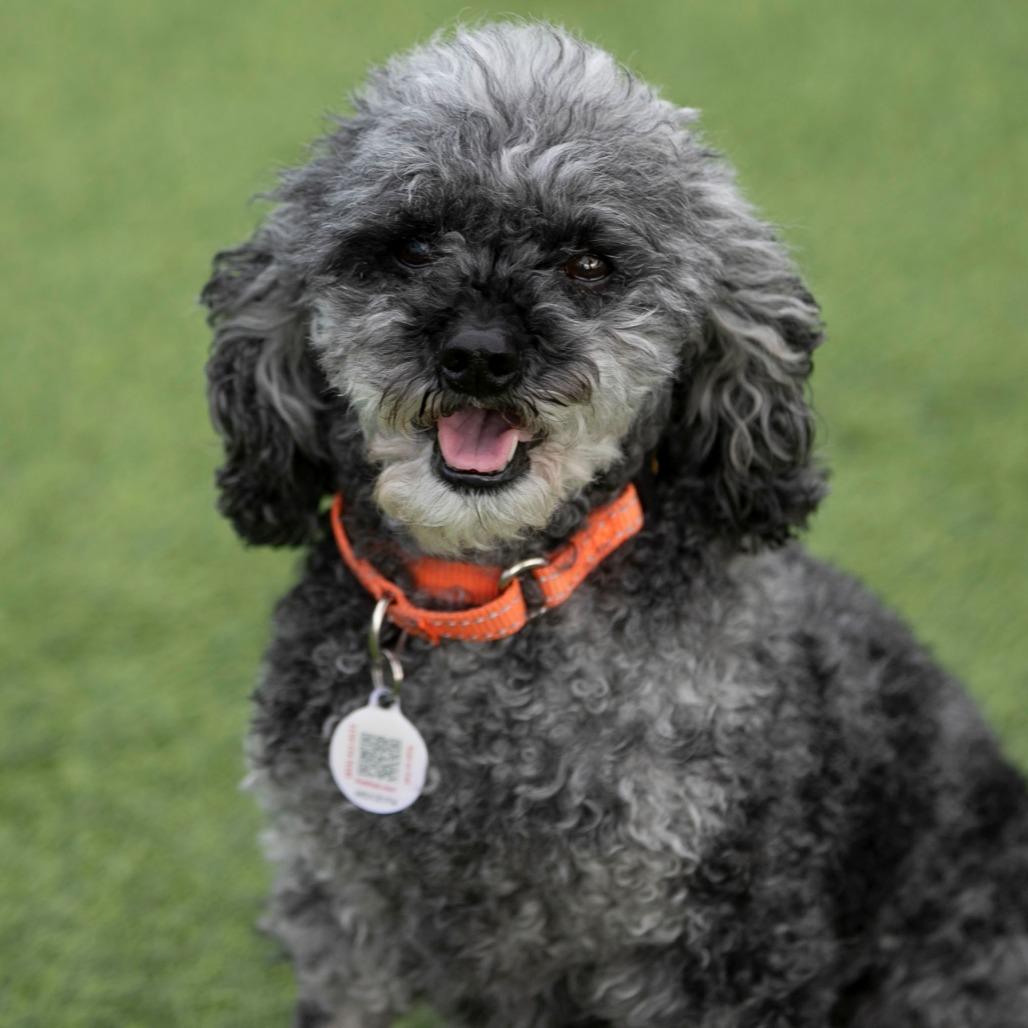 Florence (JY25-40), Adoptable, Adult Female Cocker Spaniel & Poodle.