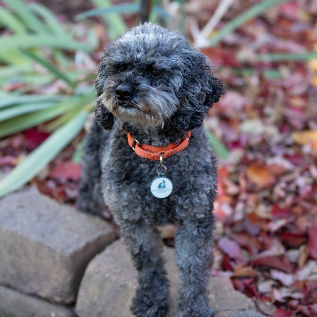 Florence (JY25-40), Adoptable, Adult Female Cocker Spaniel & Poodle.