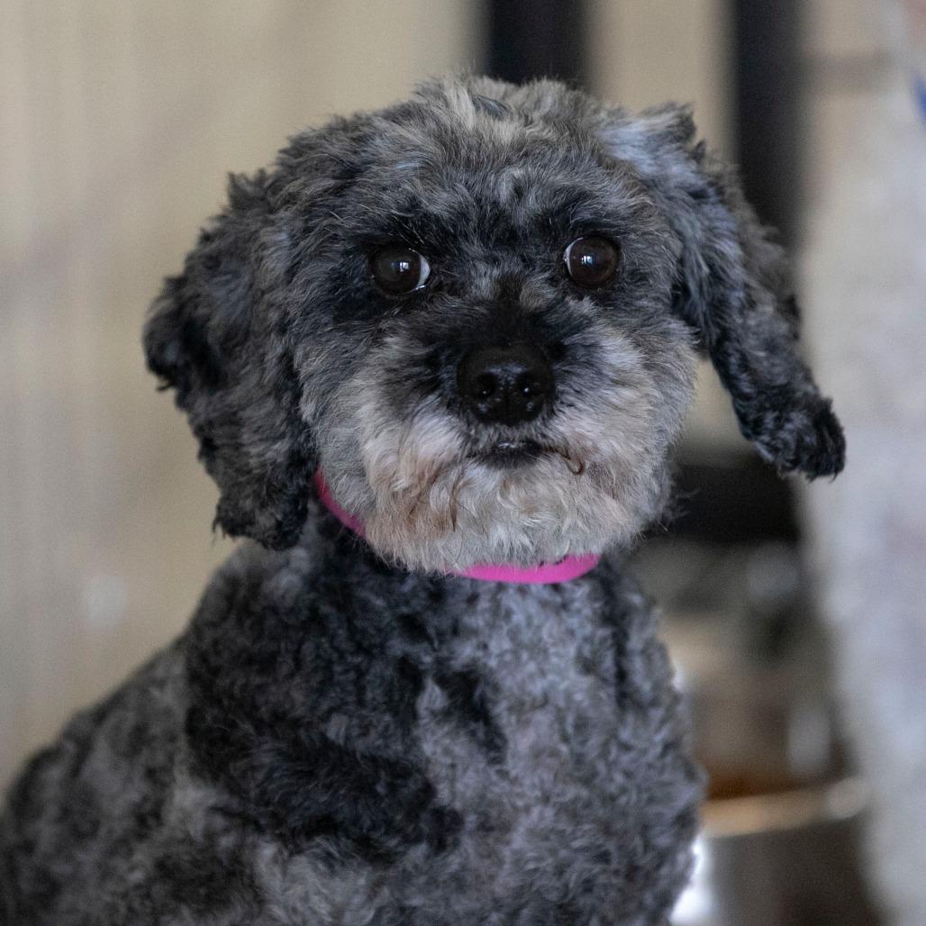 Florence (JY25-40), a Adoptable mixed breed in Peyton, CO image 5/6