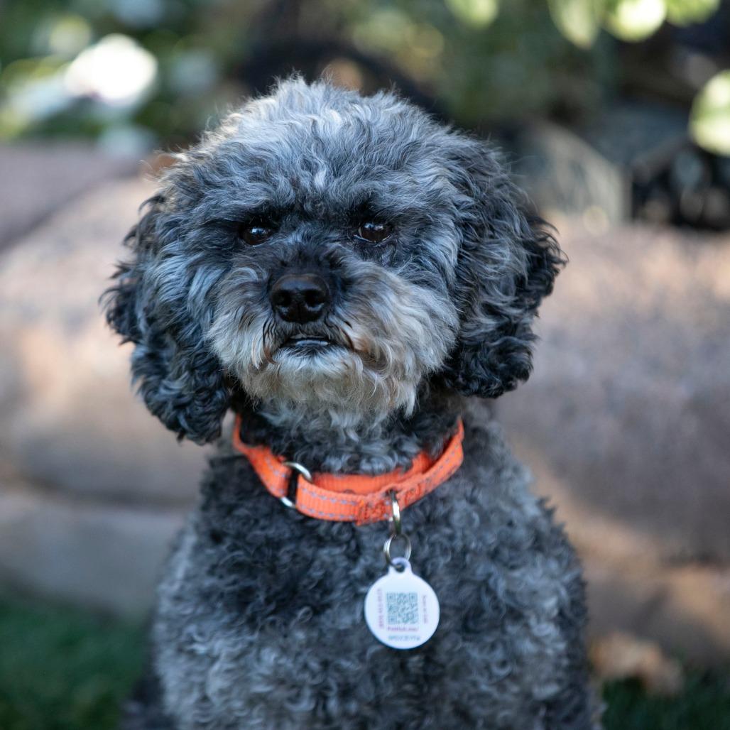 Florence (JY25-40), a Adoptable mixed breed in Peyton, CO image 6/6