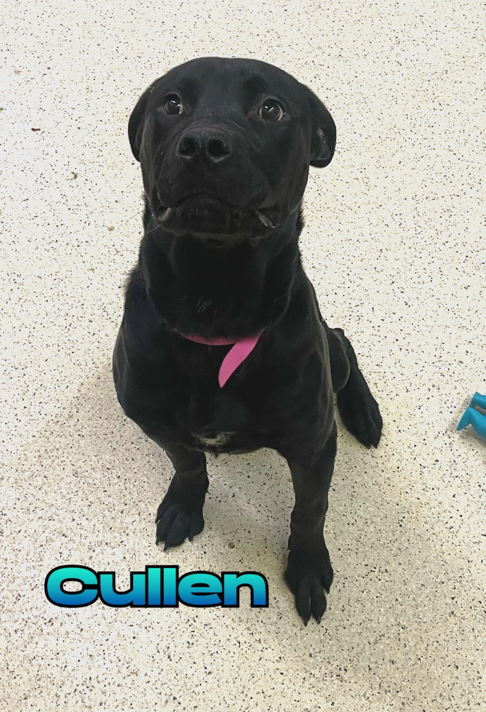 Cullen — thumbnail 2