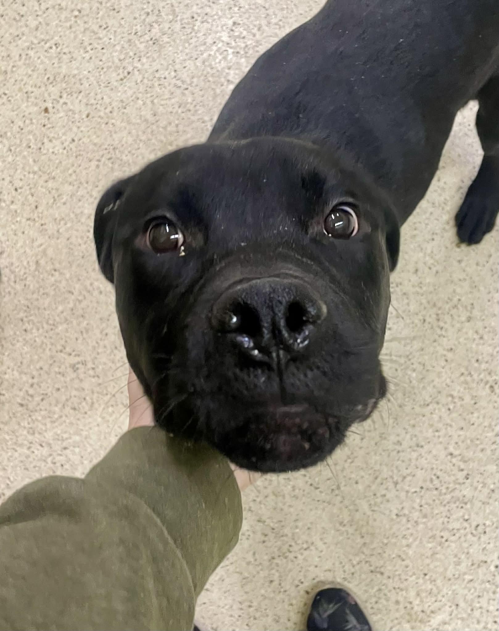 Cullen — thumbnail 4