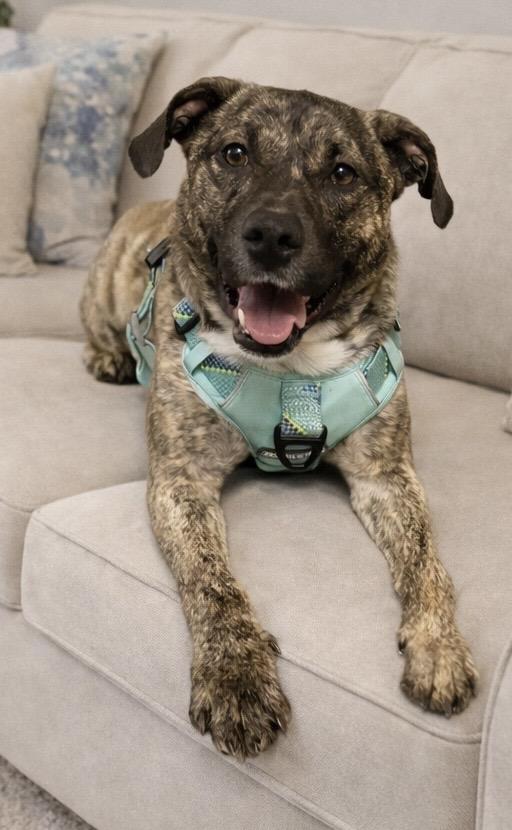 Enlarge Jasper, a Adoptable mixed breed in Baton Rouge, LA image 1/5