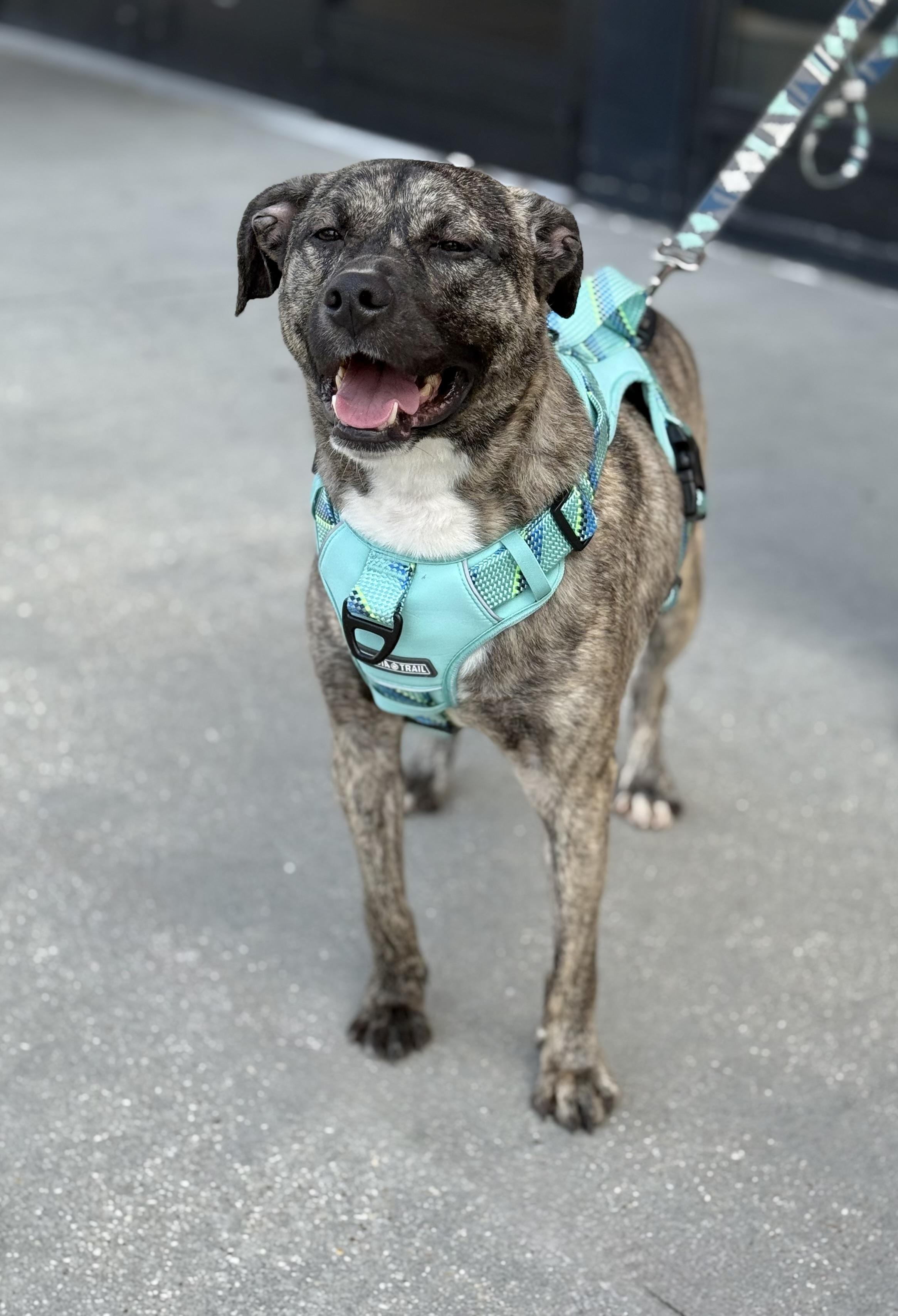 Enlarge Jasper, a Adoptable mixed breed in Baton Rouge, LA image 2/5