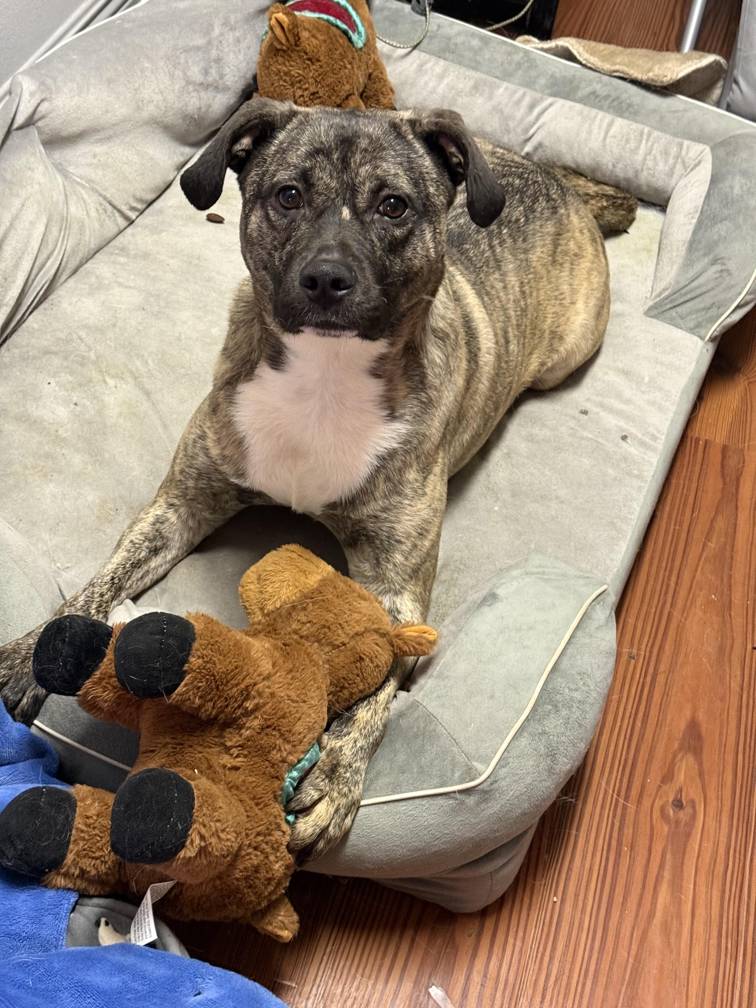 Enlarge Jasper, a Adoptable mixed breed in Baton Rouge, LA image 5/5