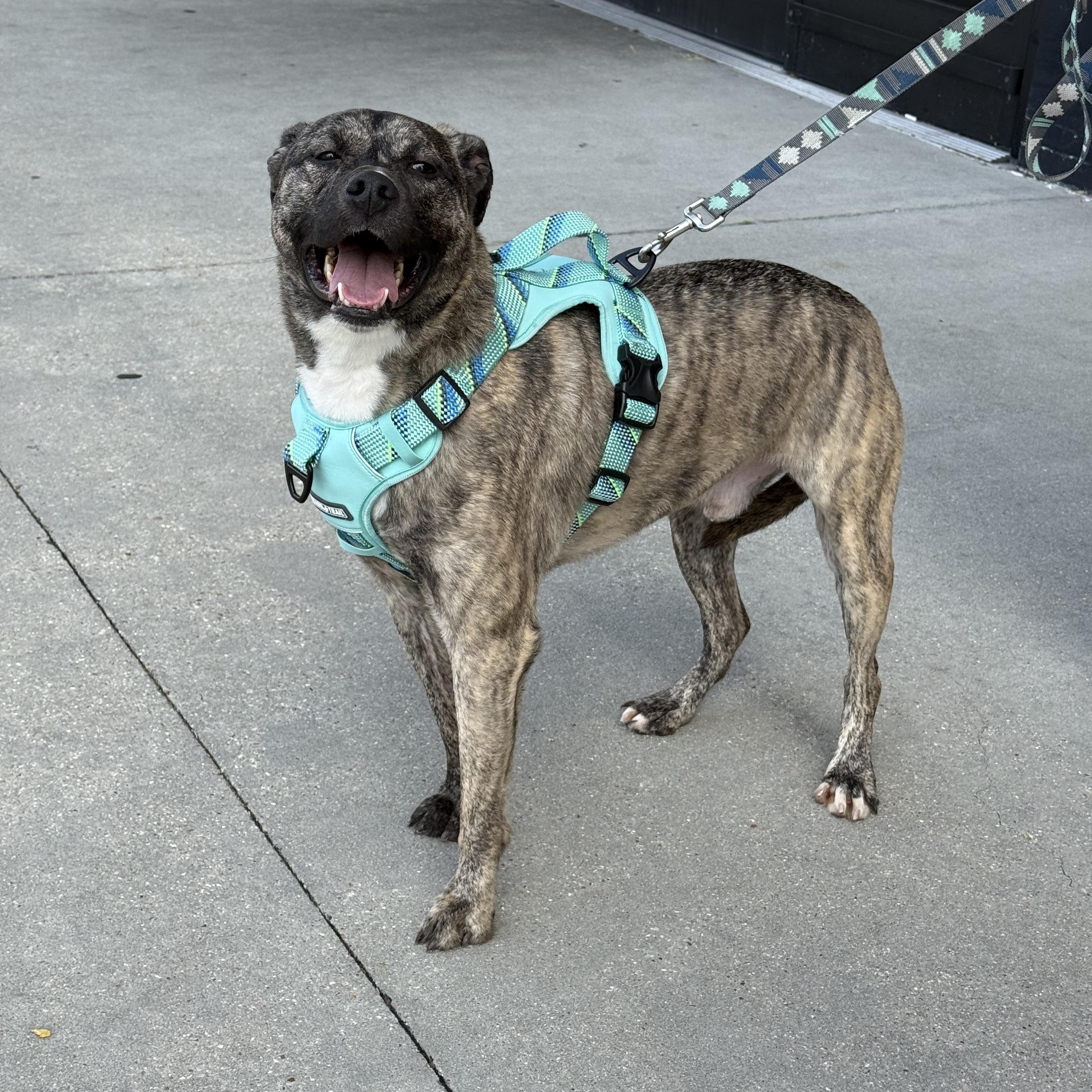 Enlarge Jasper, a Adoptable mixed breed in Baton Rouge, LA image 4/5
