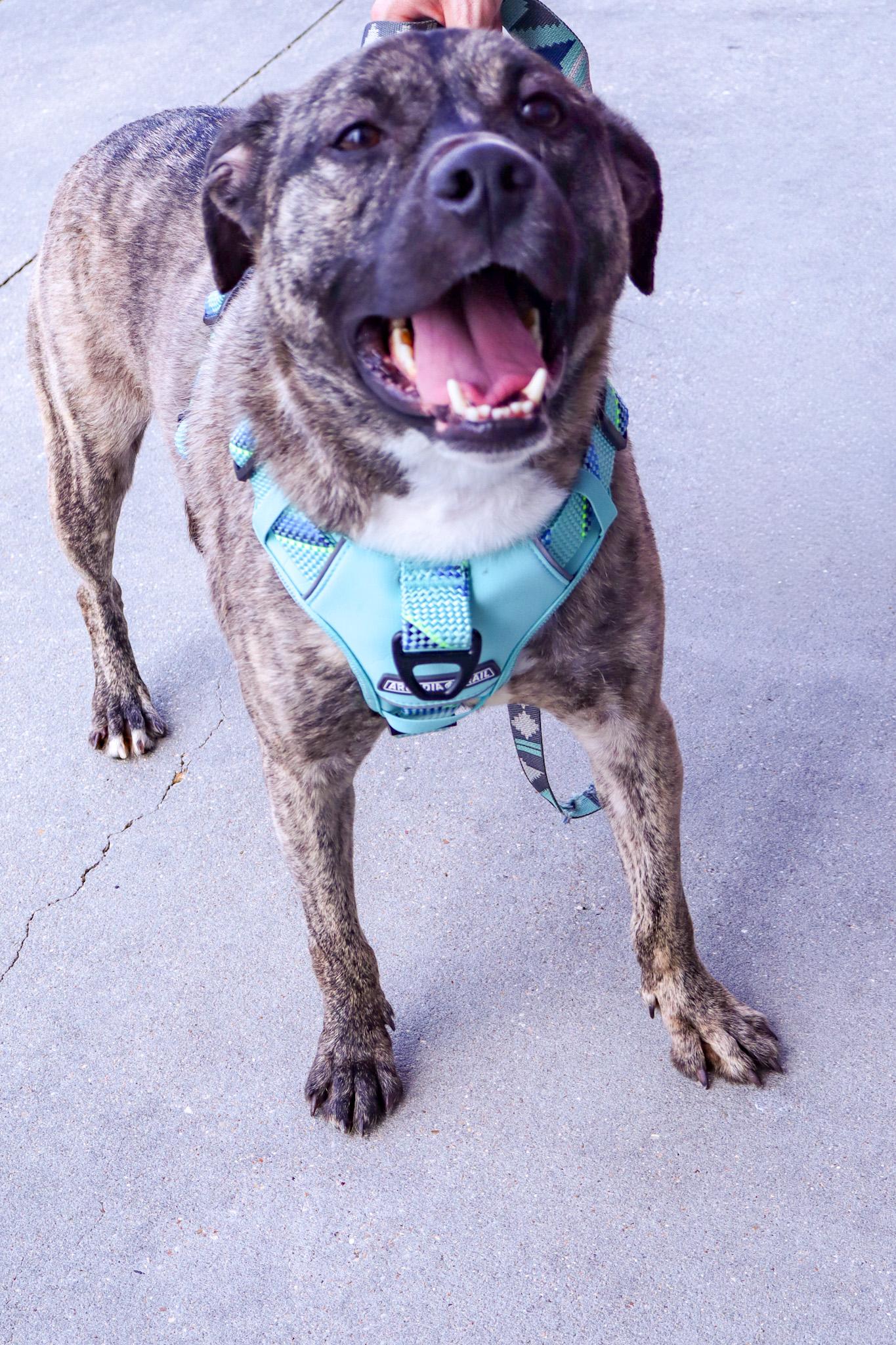 Enlarge Jasper, a Adoptable mixed breed in Baton Rouge, LA image 5/5