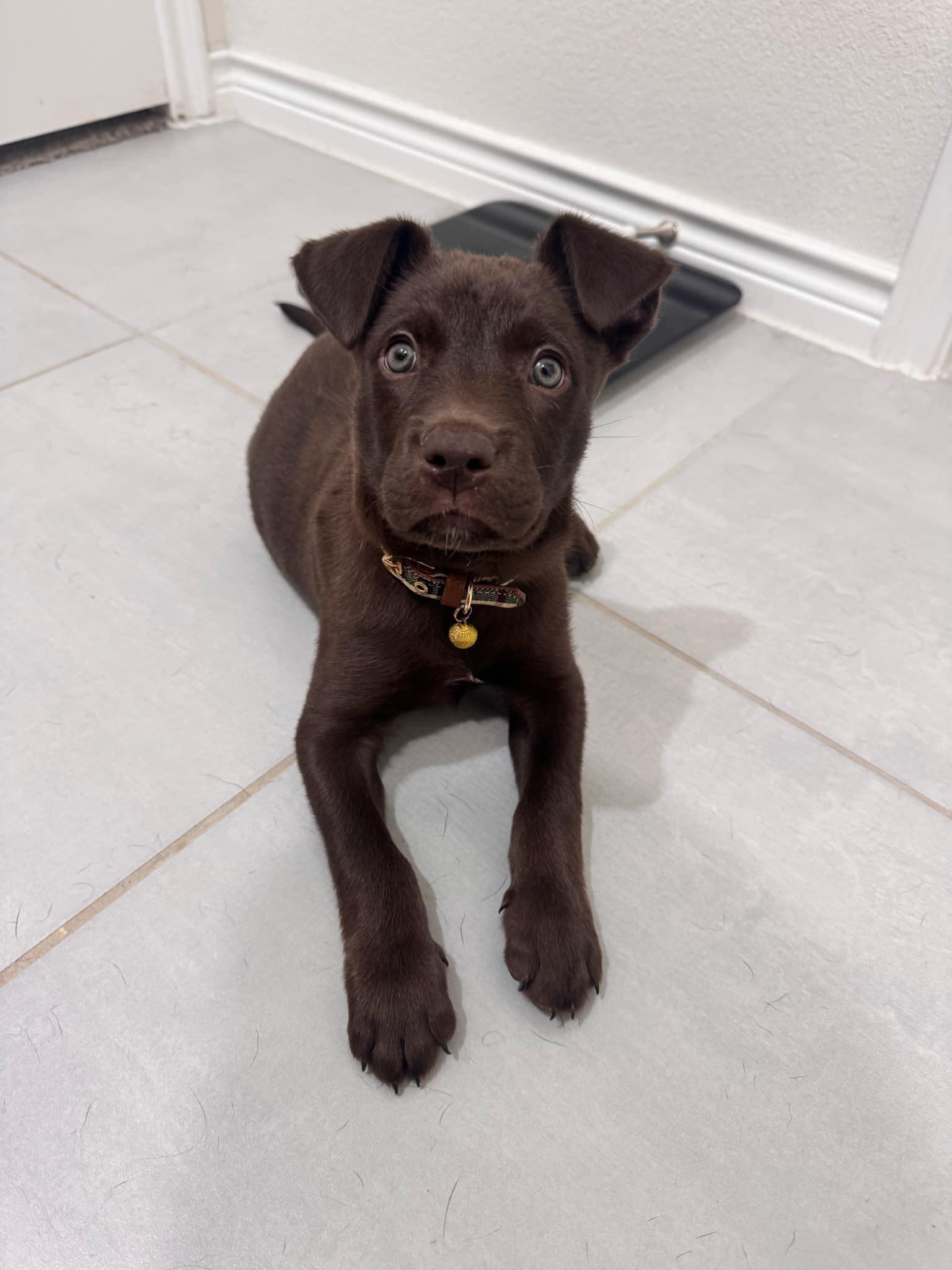 Enlarge Bear, a Adopted Labrador Retriever in Pottsboro, TX image 3/3