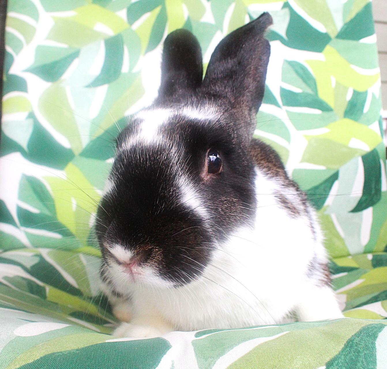 Enlarge Fernando, a ADOPTABLE American in Hillside, NJ image 2/3