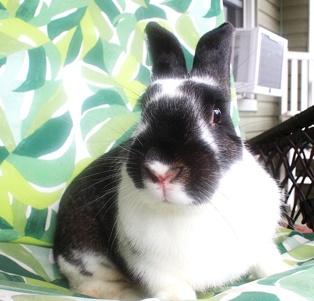 Fernando, ADOPTABLE, Adult Male American.