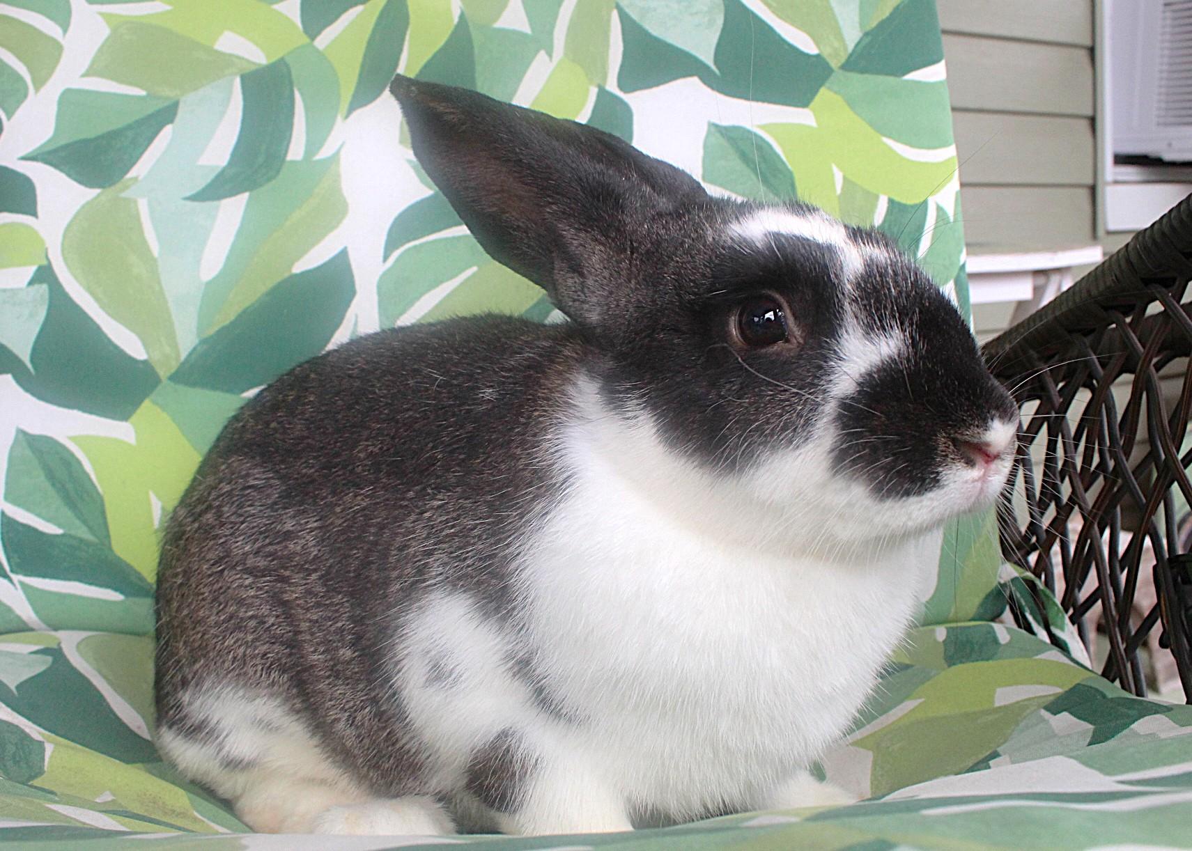 Enlarge Fernando, a ADOPTABLE American in Hillside, NJ image 3/3