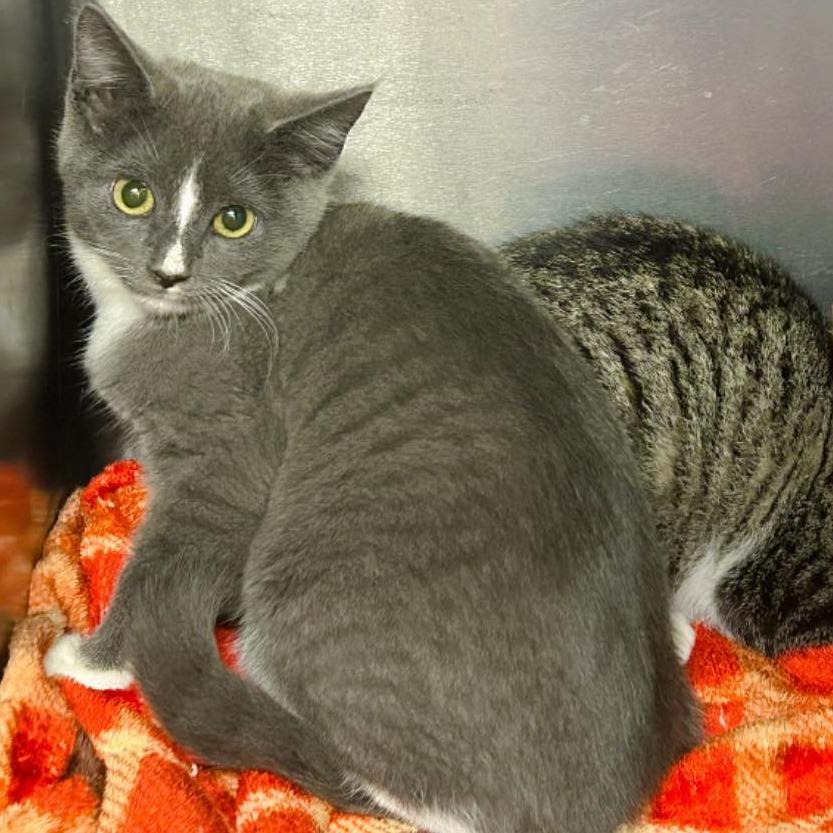 Willow, Adoptable, Young Female Domestic Short Hair.