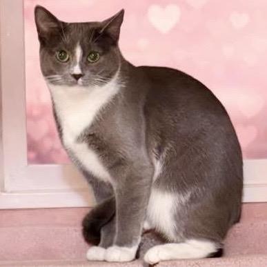Enlarge Willow, a Adoptable Domestic Short Hair in Pocono Summit, PA image 2/5