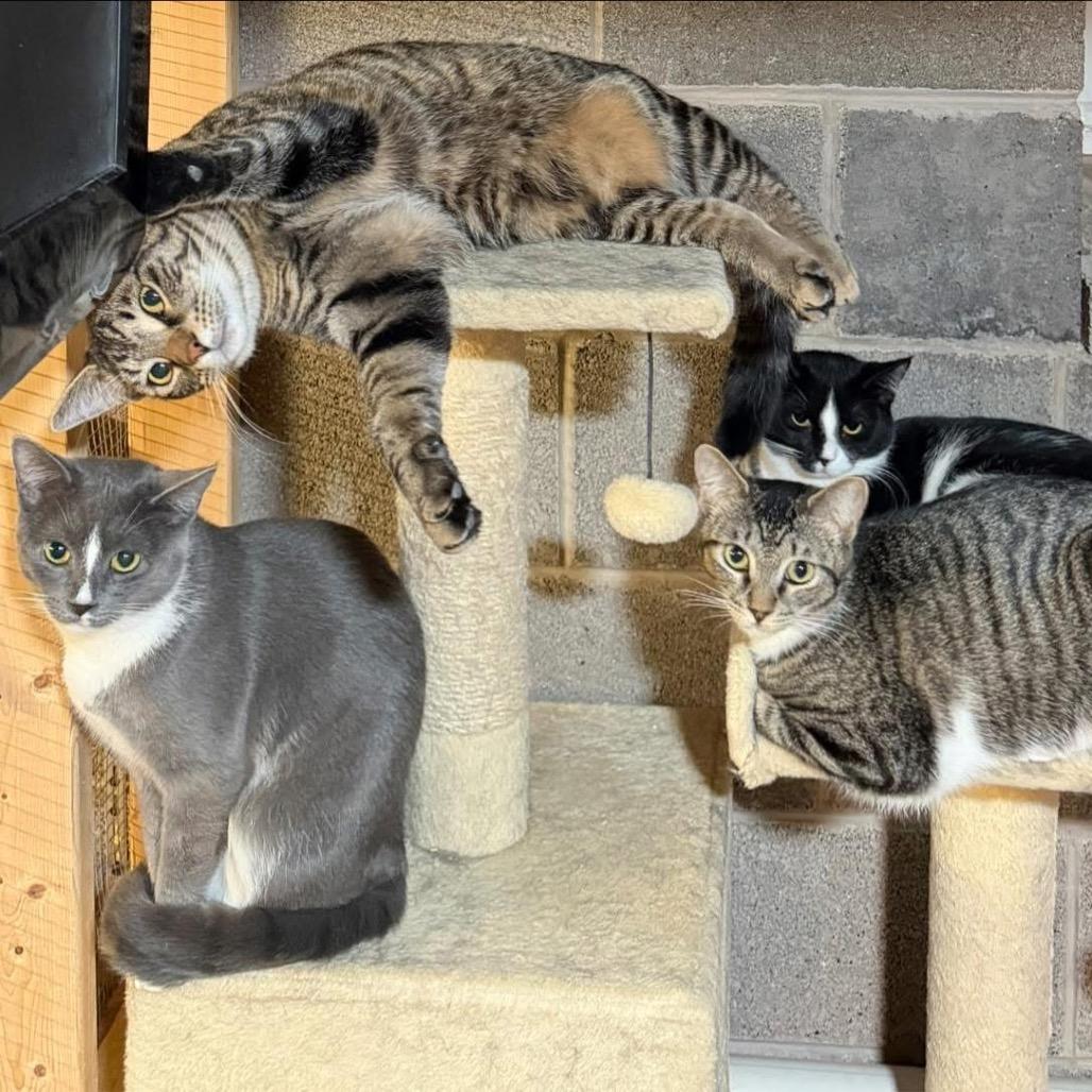 Enlarge Willow, a Adoptable Domestic Short Hair in Pocono Summit, PA image 4/5