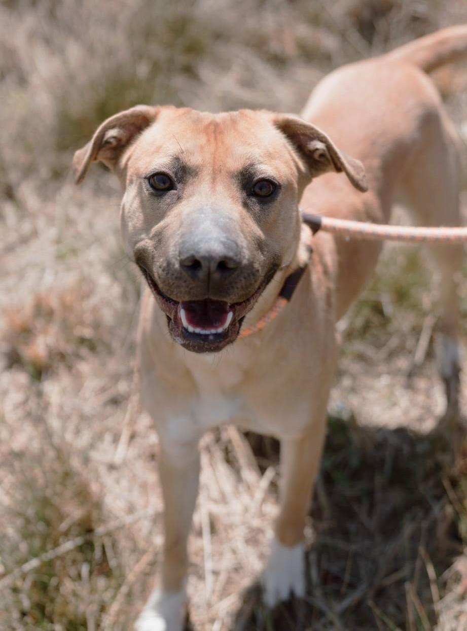 Enlarge Fairlady AKA Loa (55 lbs), a ADOPTABLE mixed breed in Mississauga, ON image 5/6