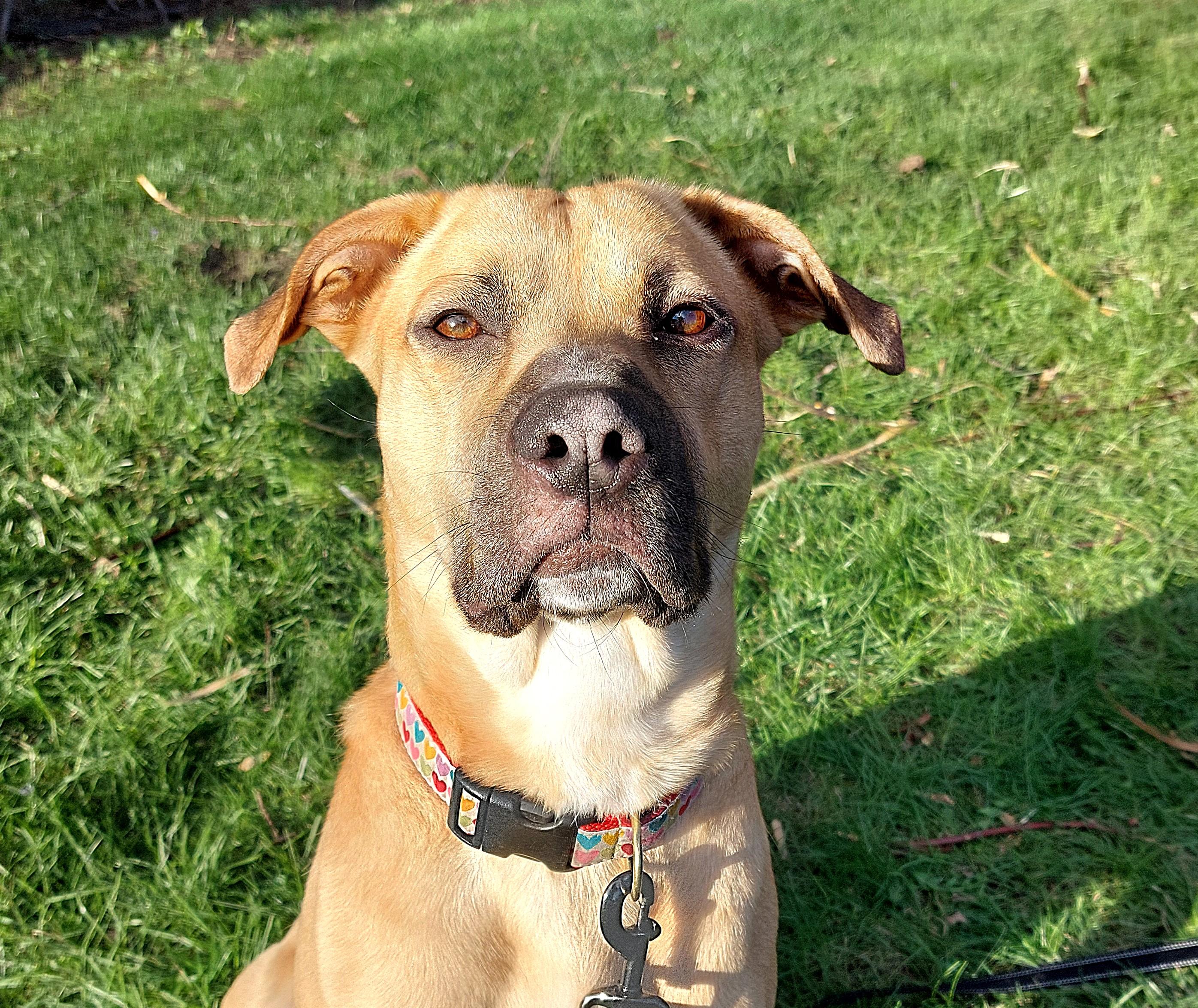 Fairlady AKA Loa (55 lbs), ADOPTABLE, Young Female Labrador Retriever.
