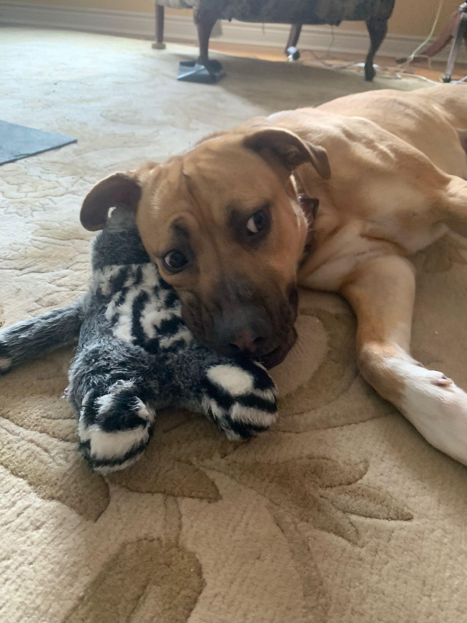Enlarge Fairlady AKA Loa (55 lbs), a ADOPTABLE mixed breed in Mississauga, ON image 2/6