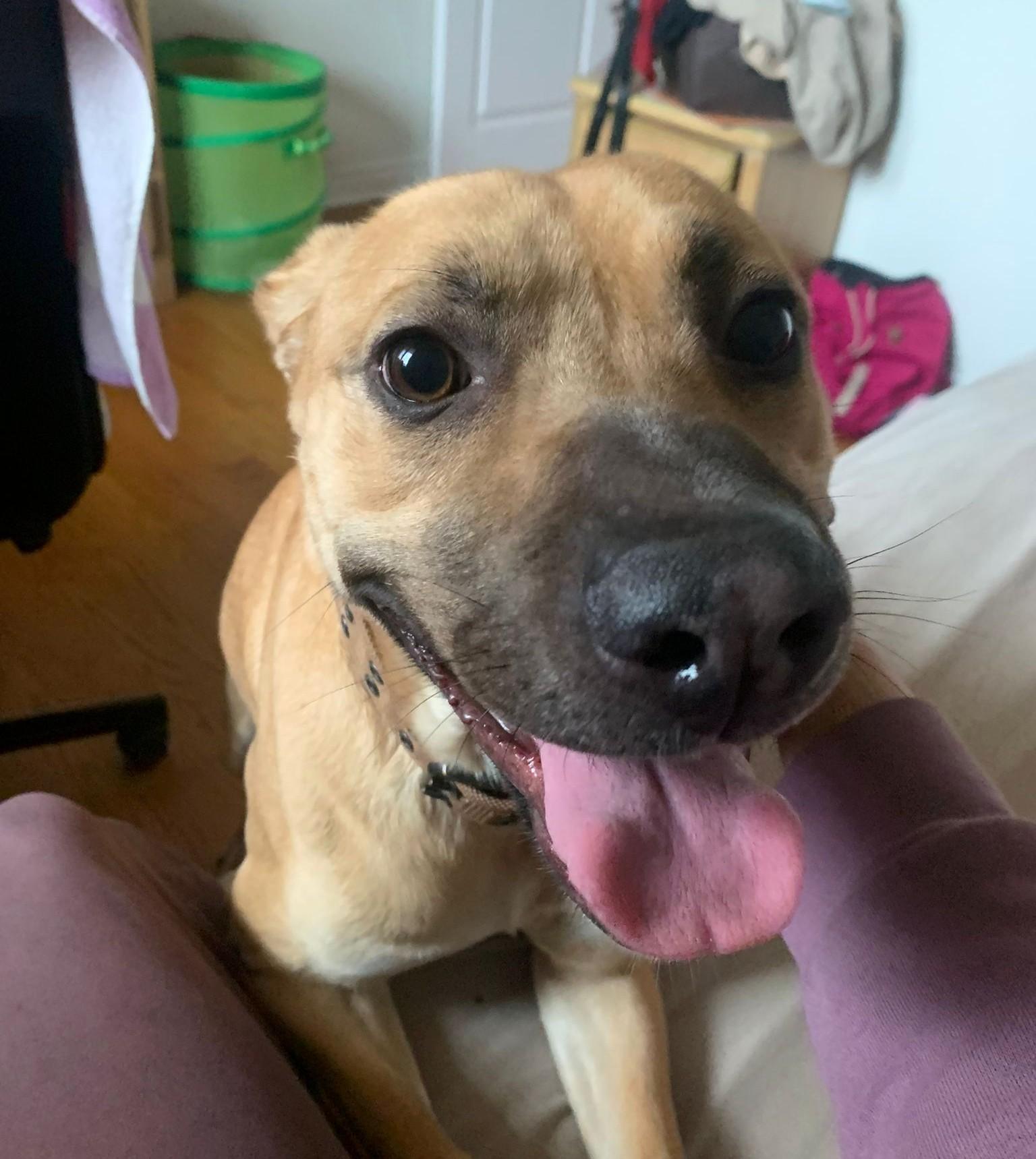Enlarge Fairlady AKA Loa (55 lbs), a ADOPTABLE mixed breed in Mississauga, ON image 4/6