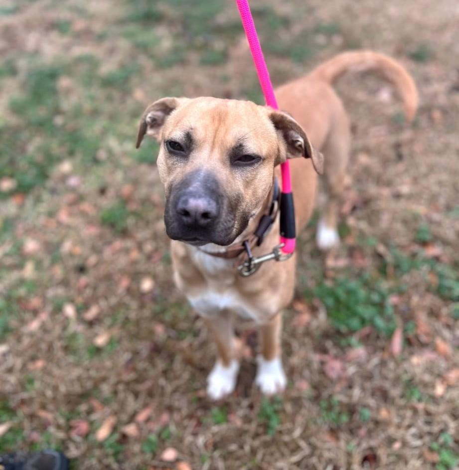 Enlarge Fairlady AKA Loa (55 lbs), a ADOPTABLE mixed breed in Mississauga, ON image 6/6
