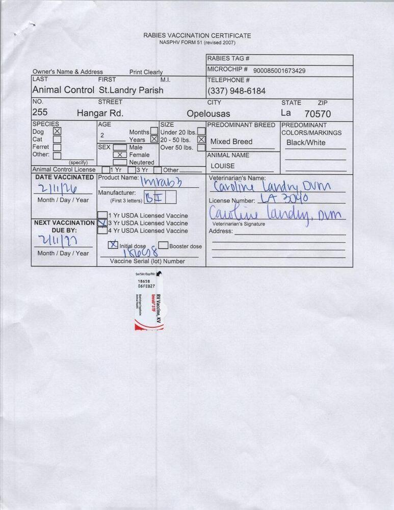 Louise, a Adoptable mixed breed in Opelousas, LA image 1/3